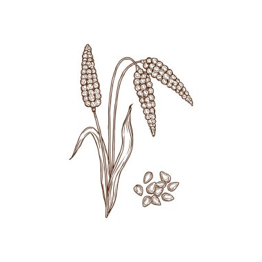 Common millet proso broomcorn isolated monochrome icon. Vector hog Kashfi millet plant and grains. Ripen wheat seeds, cereal crop, organic food, gluten free product, porridge ingredient superfood