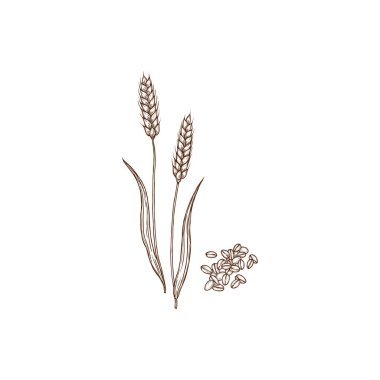 Wheat or rye spikes, spelta dinkel or hulled wheat plant and grains grains isolated monochrome icon. Vector agriculture and cultivation, organic farming crop. Creal rye spikes, flour ingredient