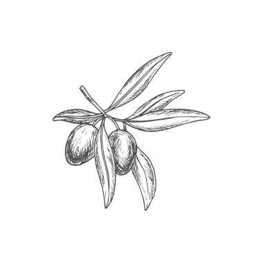 Sketch olive berries on branch with leaves, vector natural vegetable isolated on white background. Engraved organic ripe plant, eco farm production, ingredient for oil extraction