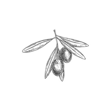 Sketch olive berries, vector natural vegetable on branch with leaves. Healthy food, engraved organic ripe plant, ingredient for oil, salads and gourmet meals, eco farm production