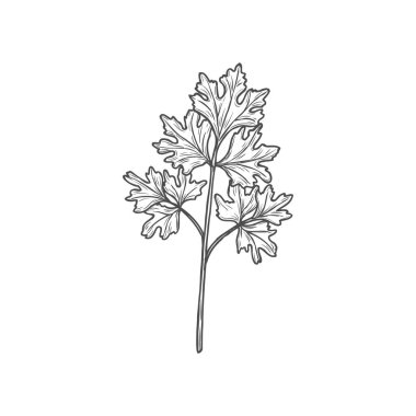 Cilantro or parsley vector greenery, garden spices branch with leaves. Fresh herb, plant for cooking isolated on white background, monochrome design element