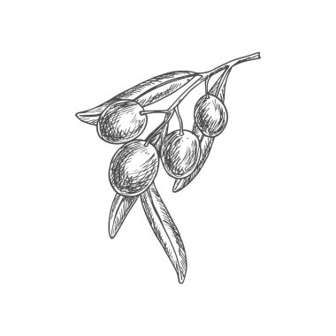 Sketch olive berries on branch with leaves, vector natural vegetable, healthy food. Isolated engraved organic ripe plant, eco farm production, ingredient for oil, salads and gourmet meals