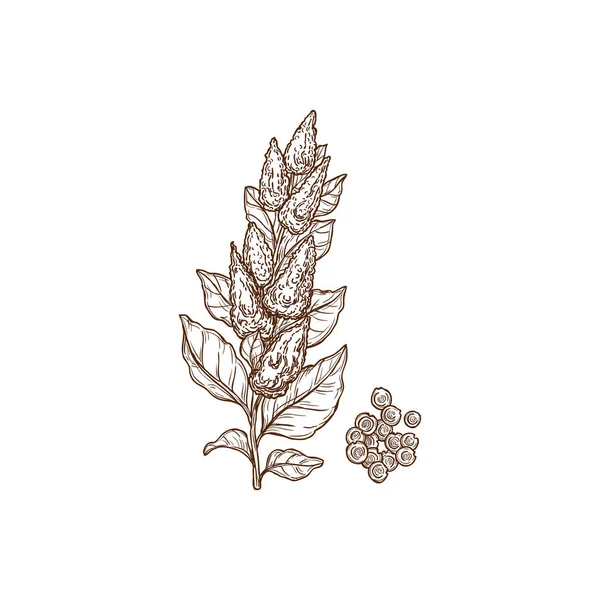 Quinoa Plant Seeds Superfood Isolated Monochrome Icon Vector Cereal Crop — ストックベクタ