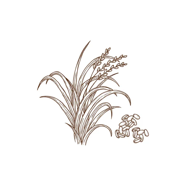 Rice Plant Oryza Sativa Common Asian Plant Isolated Monochrome Icon — Διανυσματικό Αρχείο
