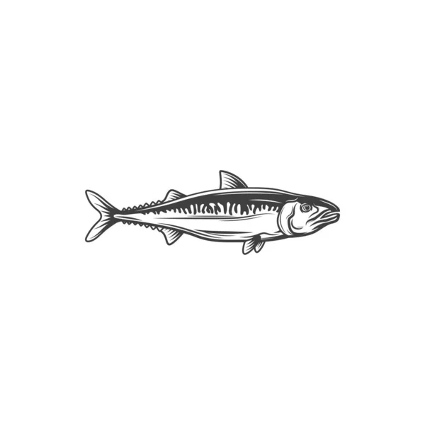 Anchovy Small Forage Fish Isolated Monochrome Icon Vector Anchoa Anchoviella — Vettoriale Stock