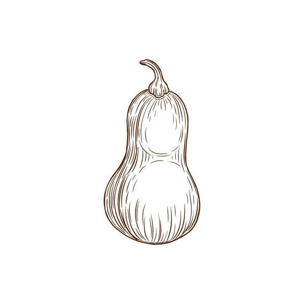 Sketch Butternut Pumpkin Vector Ripe Raw Plant Garden Vegetable Harvest — Διανυσματικό Αρχείο