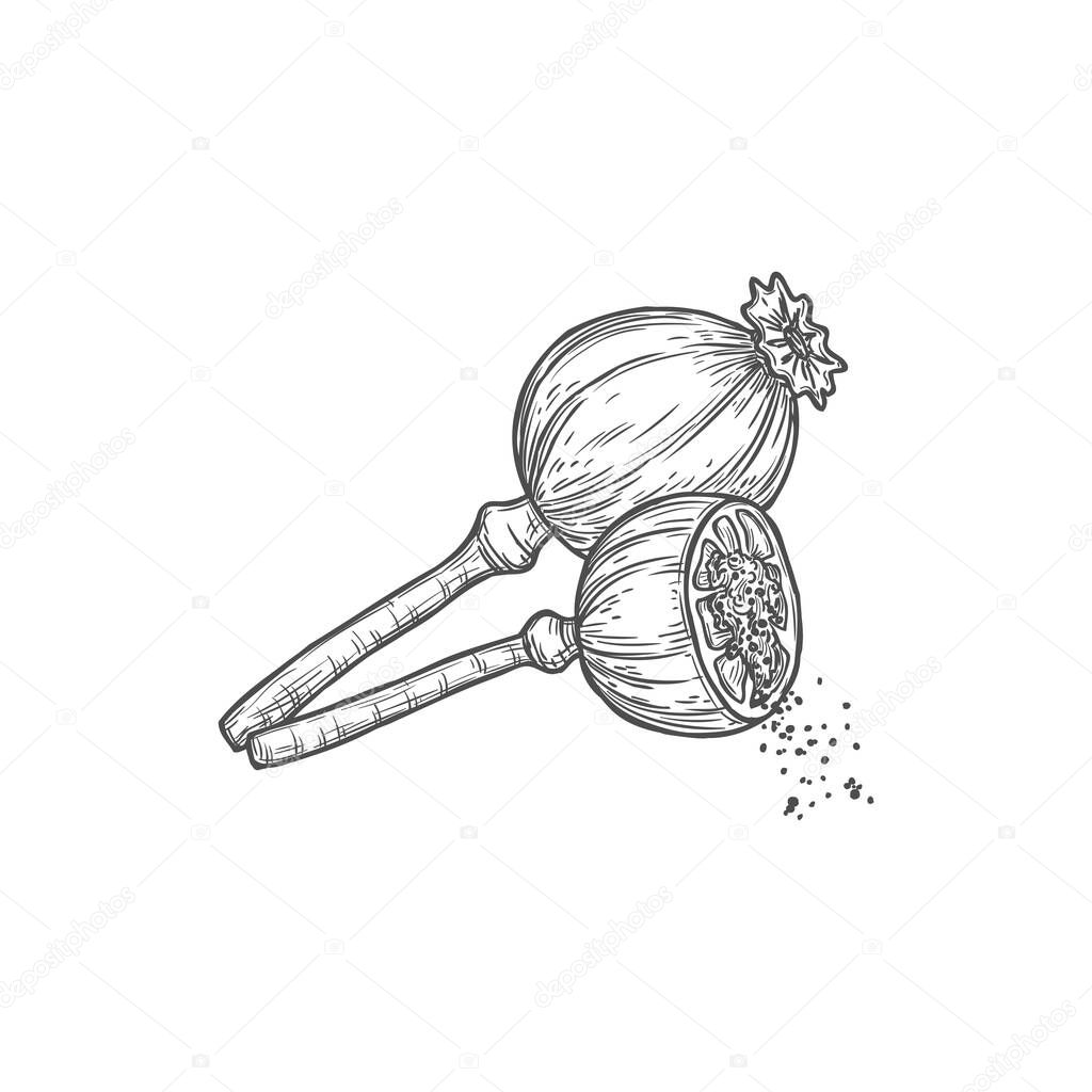 Sketch poppy heads with seeds, vector dry flower pods isolated on white background. Hand drawn natural plant, ingredient for bakery and culinary