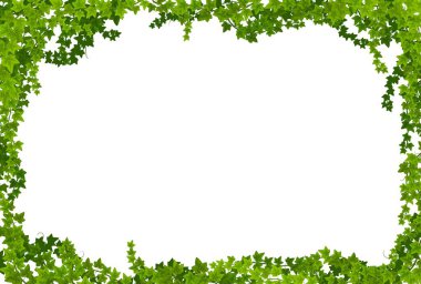 Ivy lianas frame with green leaves vector borders. Climbing plant or creeper vines with liana branches and green foliage. Evergreen hedera helix or garden ivy floral border rectangular frame