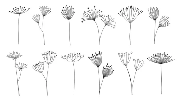 Περίγραμμα Λουλουδιών Κλαδιά Και Κλαδάκια Λουλούδια Ομπρέλας Φυτικά Κλωνάρια Άνηθος — Διανυσματικό Αρχείο