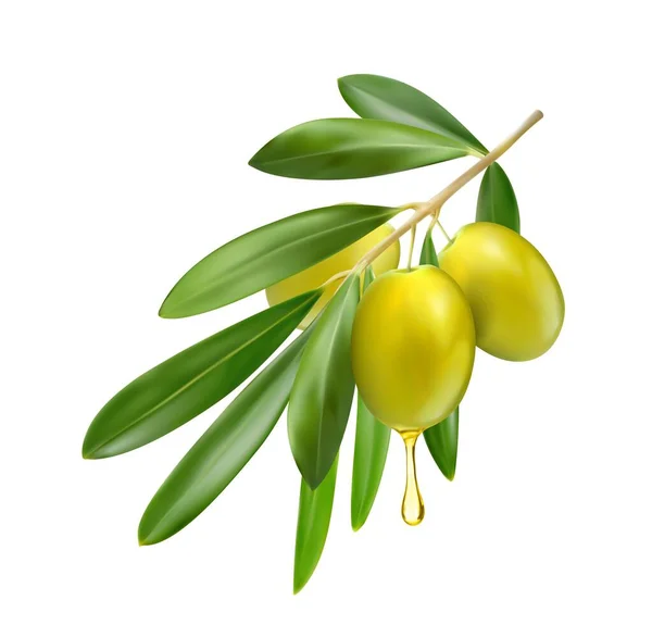 オイルドロップと緑の葉を持つ現実的なオリーブの枝 ベクトル隔離された3D オリーブ野菜の木の果物 イタリア語またはギリシャ語のための食品工場エキストラバージンオリーブオイルパッケージ 現実的なマクロクローズアップオリーブ — ストックベクタ