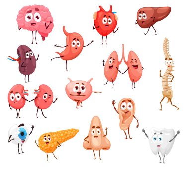 Karikatür insan vücudu iç organları, sevimli anatomi vektör tasarımı. Komik kalp, mide, beyin ve karaciğer, böbrek, pankreas, akciğer ve mesane, dalak, diş, göz, omurga ve göz.