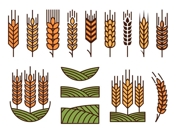 Iconos Espiga Grano Cebada Trigo Mijo Centeno Arroz Campo Cultivo — Vector de stock