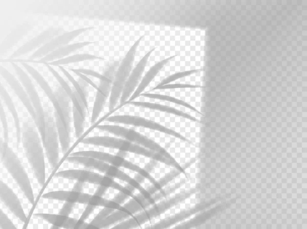 Пальма Оставляет Тень Фоне Наложения Векторное Тропическое Растение Оконной Раме — стоковый вектор