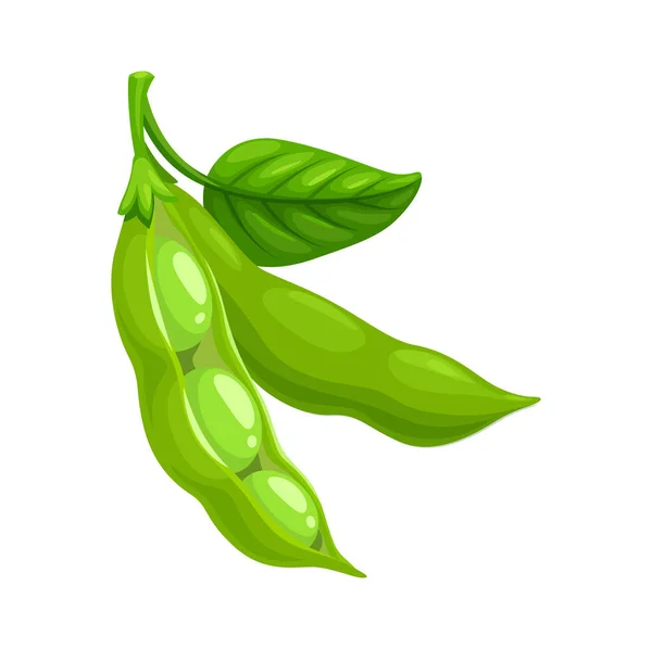 緑色の葉を持つ孤立した熟した大豆ポッド 大豆生種子 ビーガン食品タンパク質成分 漫画ベクトル熟したマメ科豆 自然栄養 — ストックベクタ