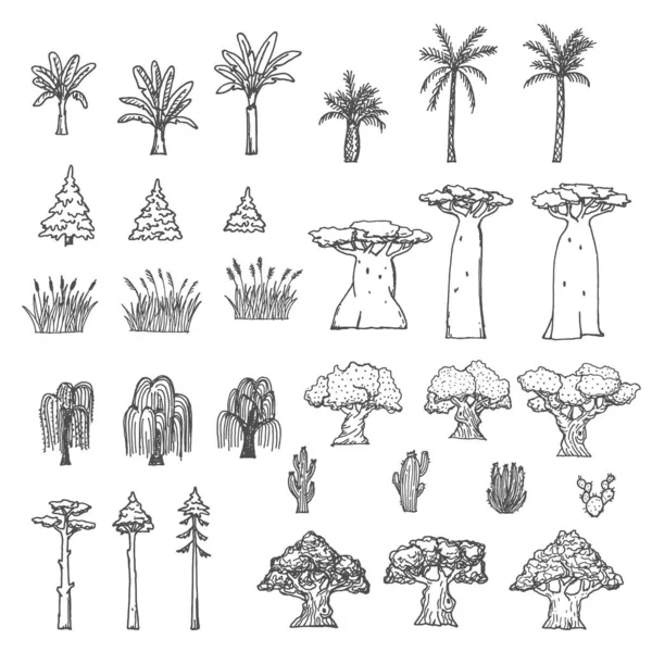 Palmy Baobabu Kaktusa Wierzby Dęby Trzciny Świerki Szkice Roślin Leśnych — Wektor stockowy