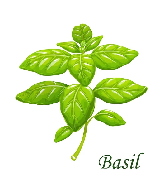 Basil Greenery Isolated Vector Garden Spices Branch Green Leaves Stem — Stock Vector