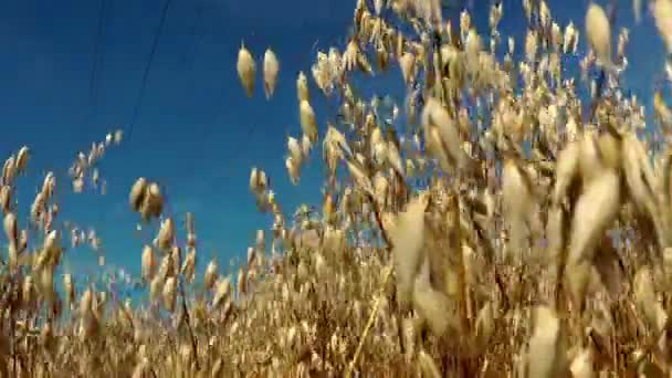 Golden windy barley — Stock Video