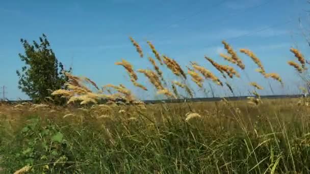 Перьевая трава на ветру — стоковое видео