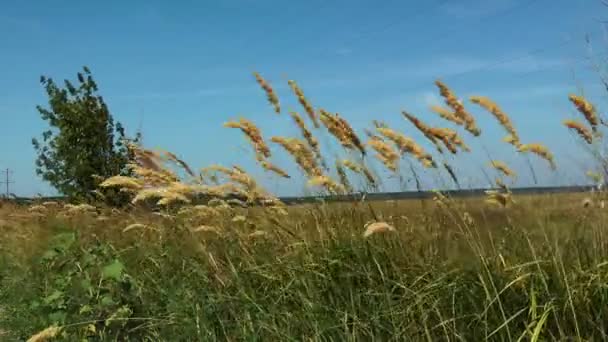 Herbe à plumes au vent 