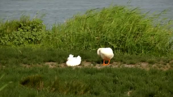 White geese near a pond — Stock Video