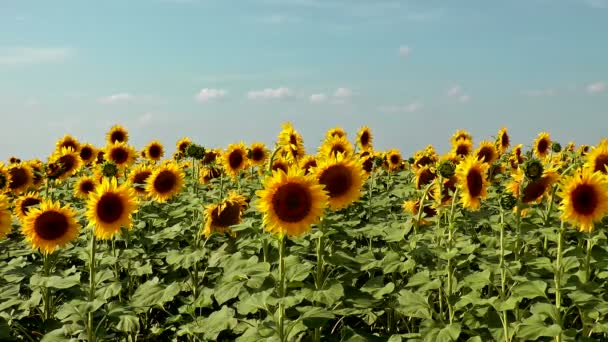 Champ de tournesols venteux — Video