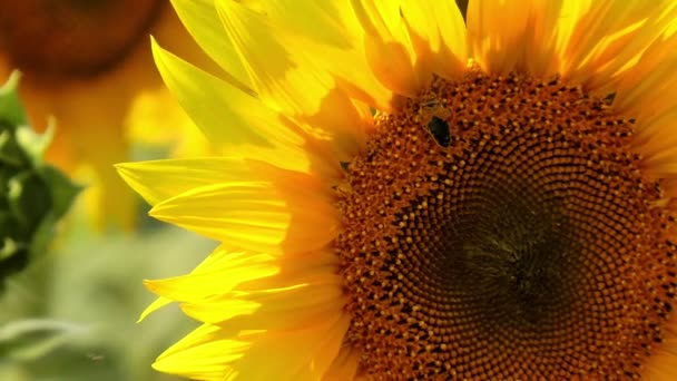 蜂の花粉を収穫 — ストック動画