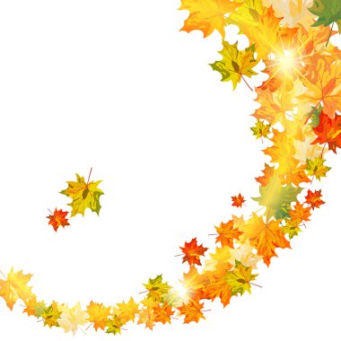 Sonbaharda akçaağaç