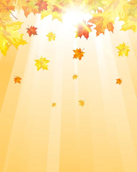 Herfstesdoornbladeren — Stockvector
