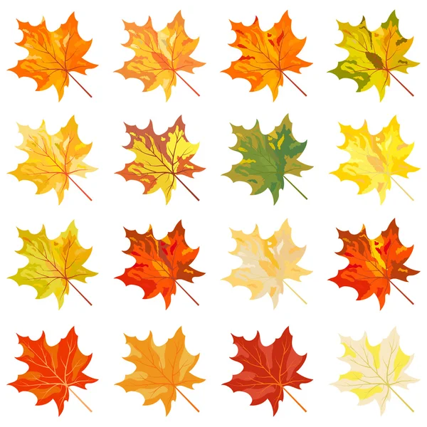 Collection of color autumn leaves — Stock Vector