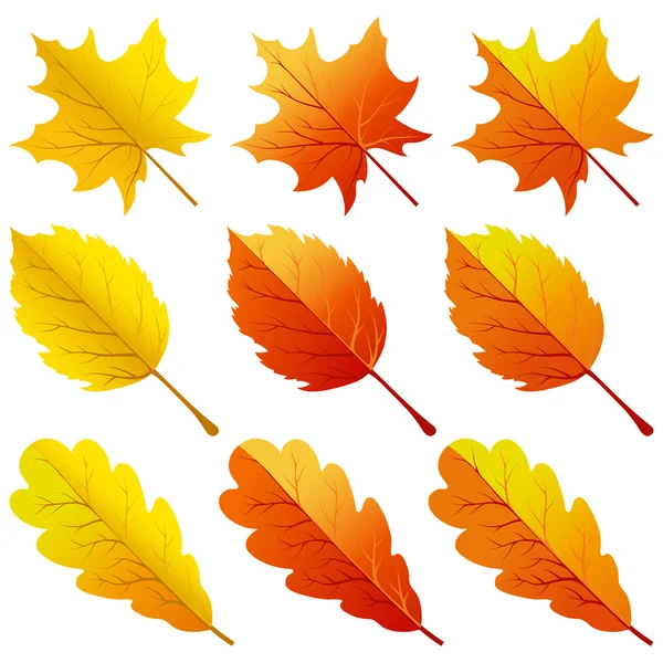 Collection of color autumn leaves — Stock Vector