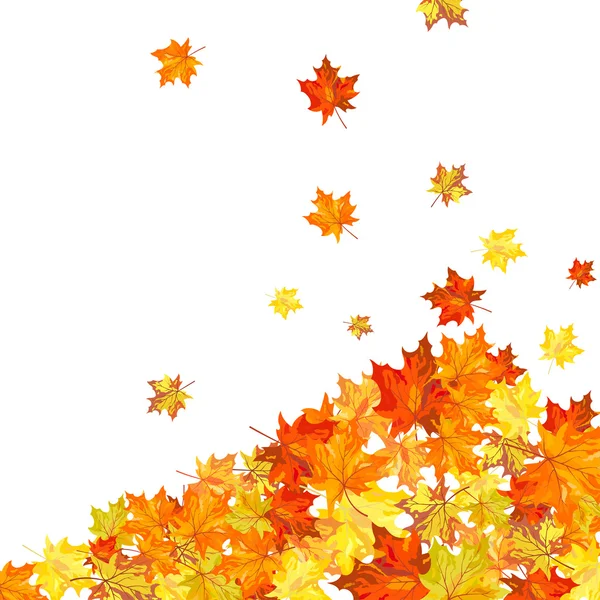 Autumn maple — Stock Vector