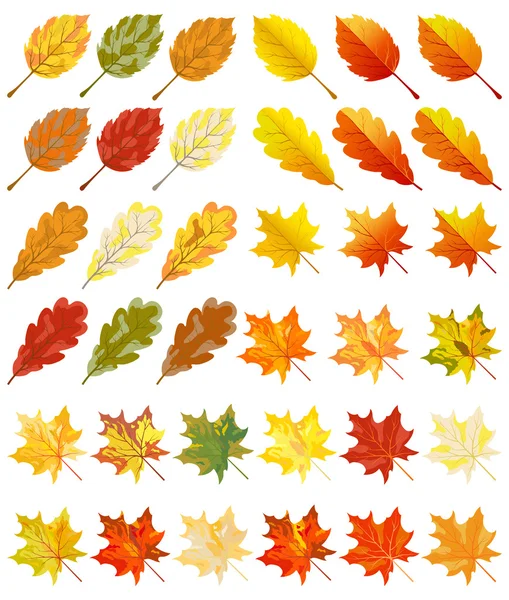 Collection de feuilles de couleur automne — Image vectorielle