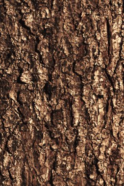 Pine bark texture pattern