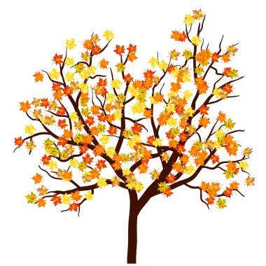 Sonbaharda akçaağaç ağaç