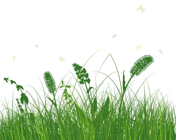 Herbe Verte Des Prairies Printanières Plantes Couleur Fraîche Herbe Croissance — Image vectorielle