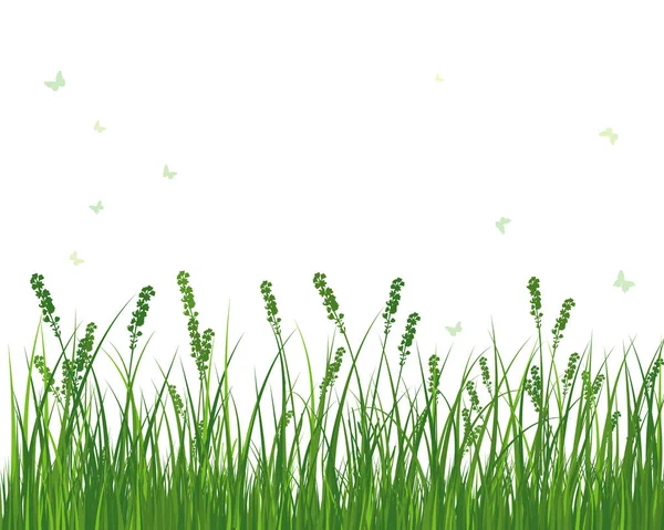 Grünes Frühlingswiesengras Frische Farbpflanzen Saisonal Wachsendes Gras Abgetrennte Botanische Elemente — Stockvektor