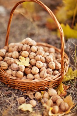 Ceviz fındık sepeti orman