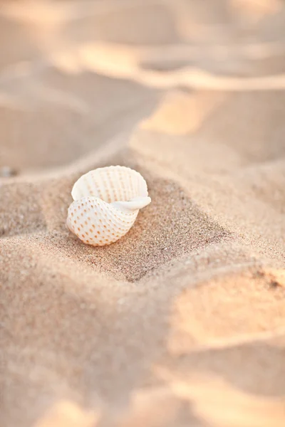 Sea shells with sand — Stock Photo, Image