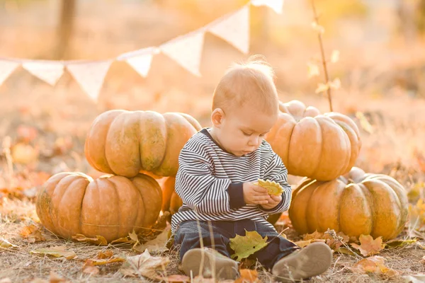 Niño feliz con calabazas al atardecer —  Fotos de Stock