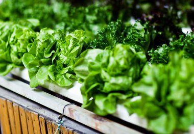 topraksız sebze, gelecekte beslenme.