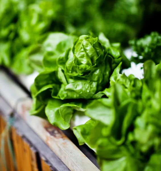 Hydroponics Vegetable, the nutrition in the future. — Stock Photo, Image