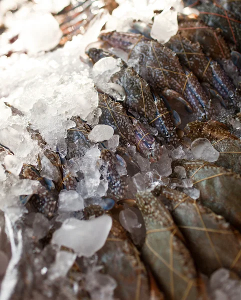 Fresh crab in ice on the market — Stock Photo, Image