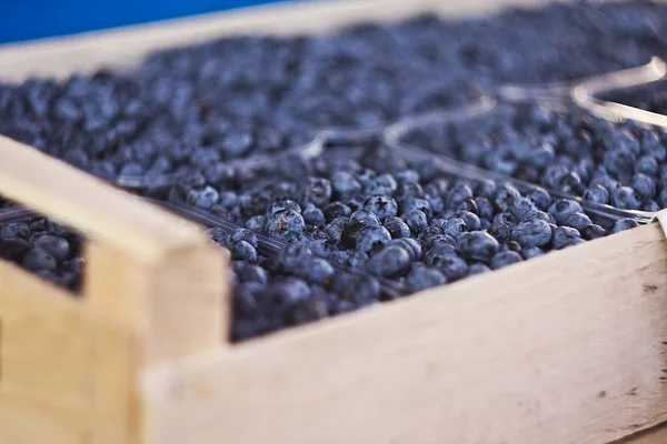 Blueberry yang baru dipetik — Stok Foto