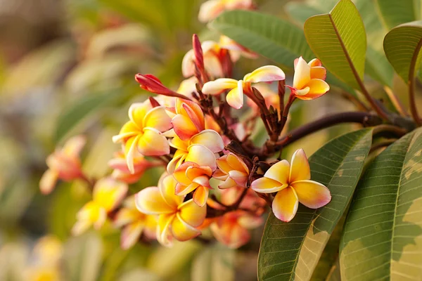 Plumeria. Schöner rosa Blütenstand. — Stockfoto