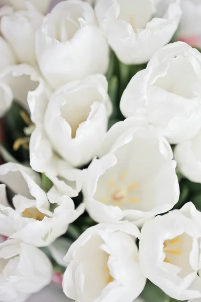 White tulips. — Stock Photo, Image