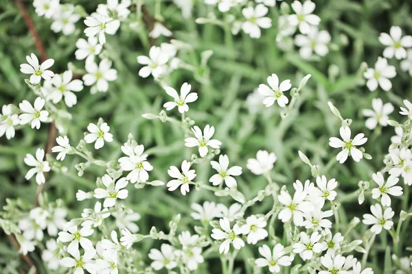Fleurs blanches — Photo