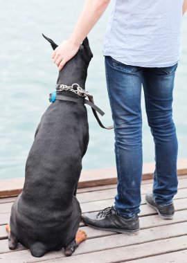 bir adam ve okyanusa bakan bir oturma köpek.
