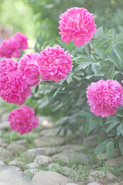 Prachtvolle Pfingstrose in voller Blüte — Stockfoto