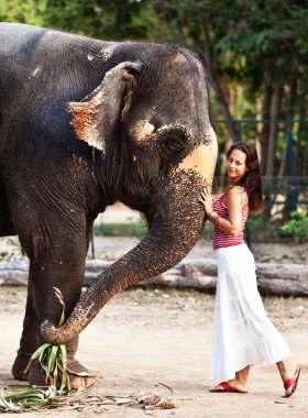 Tayland'da fil genç güzel kadın