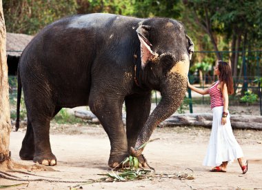 Tayland'da fil genç güzel kadın